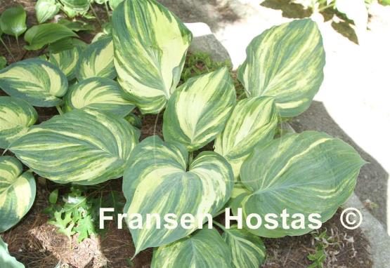 Hosta Hosanna